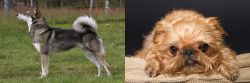 East Siberian Laika vs Brug - Breed Comparison