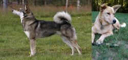 East Siberian Laika vs Carolina Dog - Breed Comparison