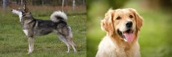 East Siberian Laika vs Golden Retriever - Breed Comparison