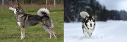 East Siberian Laika vs Siberian Husky - Breed Comparison