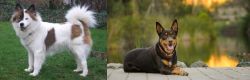 Elo vs Australian Kelpie - Breed Comparison