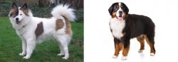 Elo vs Bernese Mountain Dog - Breed Comparison