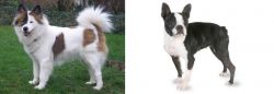 Elo vs Boston Terrier - Breed Comparison