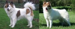 Elo vs Canadian Eskimo Dog - Breed Comparison