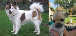 Elo vs Chihuahua - Breed Comparison