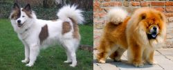 Elo vs Chow Chow - Breed Comparison