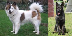 Elo vs East German Shepherd - Breed Comparison