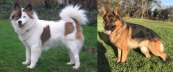 Elo vs German Shepherd - Breed Comparison