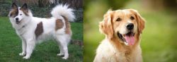 Elo vs Golden Retriever - Breed Comparison