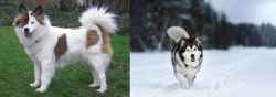 Elo vs Siberian Husky - Breed Comparison