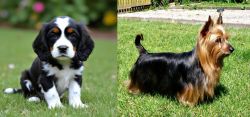 English Cocker Spaniel vs Australian Silky Terrier - Breed Comparison