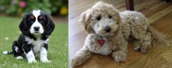 English Cocker Spaniel vs Bichonpoo - Breed Comparison