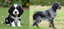 English Cocker Spaniel vs Blue Picardy Spaniel - Breed Comparison