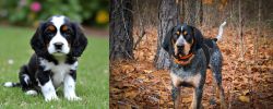 English Cocker Spaniel vs Bluetick Coonhound - Breed Comparison