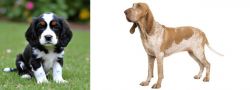 English Cocker Spaniel vs Bracco Italiano - Breed Comparison