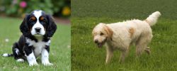 English Cocker Spaniel vs Briquet Griffon Vendeen - Breed Comparison