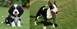 English Cocker Spaniel vs Bull Terrier Miniature - Breed Comparison