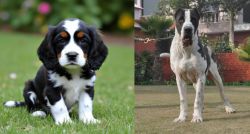 English Cocker Spaniel vs Bully Kutta - Breed Comparison