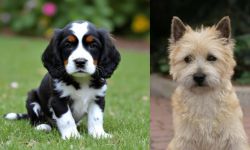 English Cocker Spaniel vs Cairn Terrier - Breed Comparison