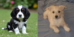 English Cocker Spaniel vs Chipoo - Breed Comparison