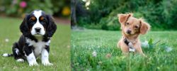 English Cocker Spaniel vs Chiweenie - Breed Comparison