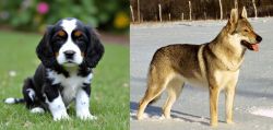 English Cocker Spaniel vs Czechoslovakian Wolfdog - Breed Comparison