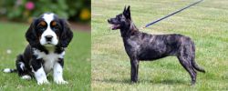 English Cocker Spaniel vs Dutch Shepherd - Breed Comparison