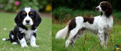 English Cocker Spaniel vs French Spaniel - Breed Comparison