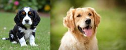English Cocker Spaniel vs Golden Retriever - Breed Comparison