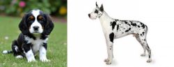 English Cocker Spaniel vs Great Dane - Breed Comparison