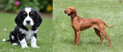 English Cocker Spaniel vs Hungarian Vizsla - Breed Comparison