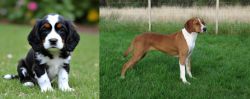 English Cocker Spaniel vs Hygenhund - Breed Comparison