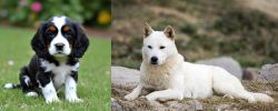 English Cocker Spaniel vs Jindo - Breed Comparison