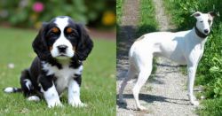 English Cocker Spaniel vs Kaikadi - Breed Comparison