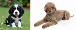 English Cocker Spaniel vs Lagotto Romagnolo - Breed Comparison