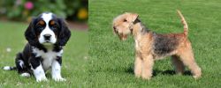 English Cocker Spaniel vs Lakeland Terrier - Breed Comparison