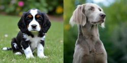 English Cocker Spaniel vs Longhaired Weimaraner - Breed Comparison