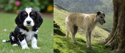 English Cocker Spaniel vs Lurcher - Breed Comparison