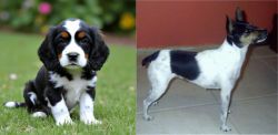 English Cocker Spaniel vs Miniature Fox Terrier - Breed Comparison