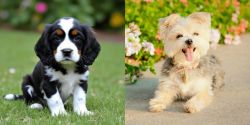 English Cocker Spaniel vs Morkie - Breed Comparison