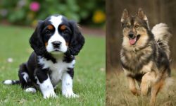 English Cocker Spaniel vs Native American Indian Dog - Breed Comparison