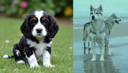 English Cocker Spaniel vs Northern Inuit Dog - Breed Comparison
