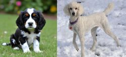English Cocker Spaniel vs Poodle - Breed Comparison