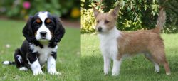 English Cocker Spaniel vs Portuguese Podengo - Breed Comparison
