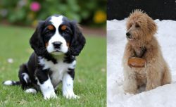 English Cocker Spaniel vs Pyredoodle - Breed Comparison