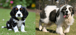 English Cocker Spaniel vs Pyrenean Mastiff - Breed Comparison