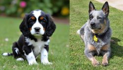 English Cocker Spaniel vs Queensland Heeler - Breed Comparison