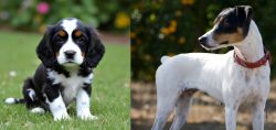 English Cocker Spaniel vs Ratonero Bodeguero Andaluz - Breed Comparison