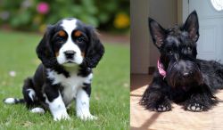 English Cocker Spaniel vs Scottish Terrier - Breed Comparison
