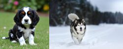 English Cocker Spaniel vs Siberian Husky - Breed Comparison